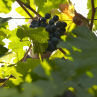 EBRD and EU help Georgian wine makers expand at home and abroad 