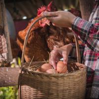 Man at poultry farm.