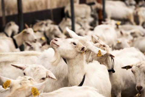 Opportunities and prospects of developing cooperation in goat breeding