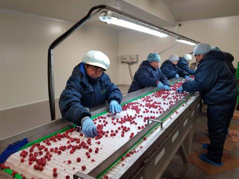 The ITC provides support for the Ukrainian berry sector