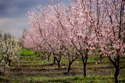 Georgian Fruits and Berries: Efficiency in Production and Marketing