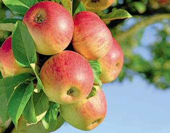 Fruit Garden of Moldova