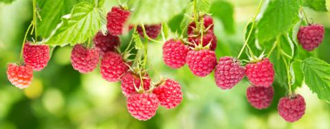 Planning of a new season in organic berry farming 