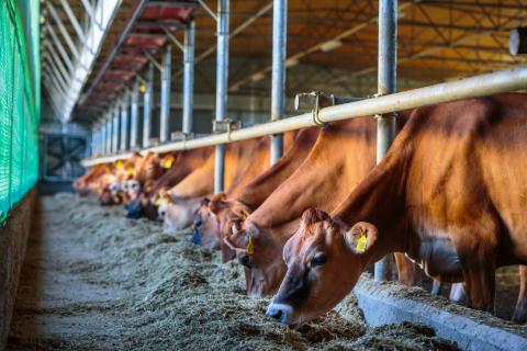 Cows eating fodder at their farm in Ukraine