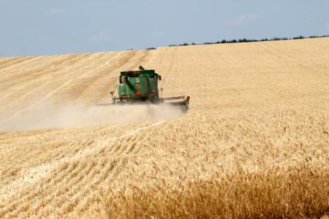 Corn field in Ukraine