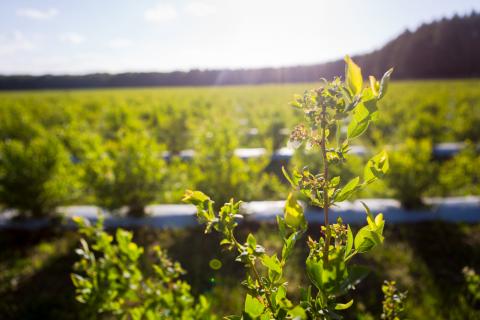 A blueberry field in Ukraine