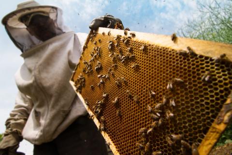 Prospects for beekeeping in the Kirovograd region   