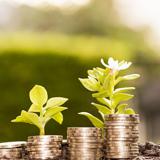 Piles of money with branches growing on them/Thinkstock