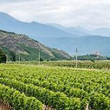 Vineyards in Georgia’s Kakheti region, whose wines are among those featured in the new online platform.