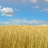 Ukrainian farmers will be able to export more duty-free wheat and other cereals to the EU under an agreement that comes into effect end of September 2017.