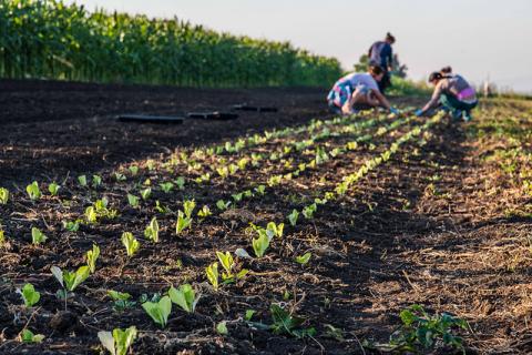 Many agricultural businesses have received support under PARE 1+1