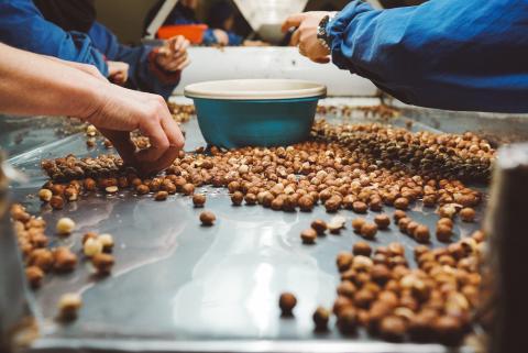 Hazelnuts are among the sectors supported by the project in Georgia