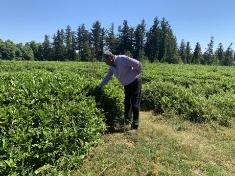 13-day expert mission to Georgian hazelnut, dried fruit and tea companies 