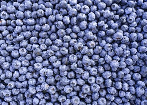 Developing the export potential of the Ukrainian berries sector