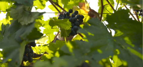 EBRD and EU help Georgian wine makers expand at home and abroad 