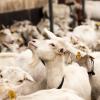 Opportunities and prospects of developing cooperation in goat breeding