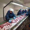 The ITC provides support for the Ukrainian berry sector