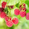 Planning of a new season in organic berry farming 