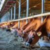 Cows eating fodder at their farm in Ukraine