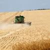 Corn field in Ukraine