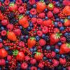 Ukrainian berries for export