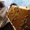 Prospects for beekeeping in the Kirovograd region   