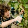 EU creates online platform for winemakers