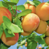 Apricots are among the fruit grown on Constantin Andriuţă's farm